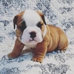 Janet Partain - @partainj - Instagram
