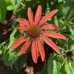 Janet Pate - @janet_pate_gardner - Instagram