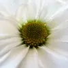 Janet Peck - @janet.peck6 - TikTok