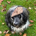 Janet Peck - @jfcpeck - Instagram