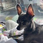 Janet Pederson - @murcury56 - Instagram