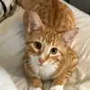 janetpelaez5 - @janetpelaez5 - TikTok