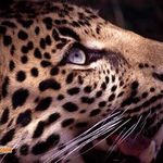 Janet Pelletier-Baker - @runs_with_leopards - Instagram