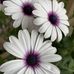 Janet Romano Pelletier - Facebook