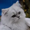 Janet Pendleton - @janet.pendleton4 - TikTok