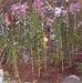 Janet Penney - Facebook