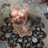 janetpennington1551 - @janetpennington1551 - TikTok
