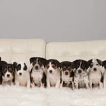 Janelle Percy - @percyfosterpups - Instagram