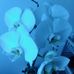 Janet Perea - Facebook