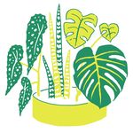 Jane Perrone | Houseplant expert and journalist - @j.l.perrone - Instagram