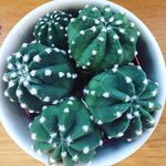 Jane Perrone - @houseplant_hour - Instagram
