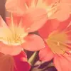 JanetPerryman4965 - @janetperryman4965 - TikTok