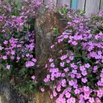 Janet Smith Peterman - @janetingermantown - Instagram