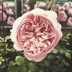 jane - @janethepilgrim - Instagram