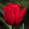 Janet Posta - @janet.posta - TikTok