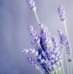 Janet Probert - Facebook
