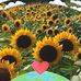 Janet Proctor - Facebook