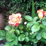 Janet Punch - Facebook