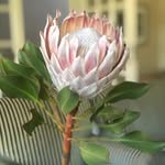 Janet Randall - @janet.randall.587 - Instagram
