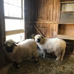 Janet Randle Gorman - @janpedsrn2 - Instagram