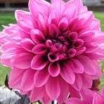 Janet Randles - Facebook