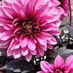 Janet Randles - Facebook