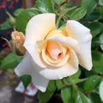 Janet Ransome - @janetransome - Instagram