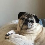 Janet Ratcliffe - @cadbury_the_pug_and_friends - Instagram