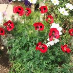 Janet Reeve - @janet.reeve.79 - Instagram