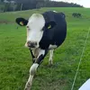 Jan Reichenbach - @und_de_jan - TikTok