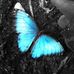 Janet Reichenbach - Facebook
