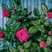 Janet Ridge - Facebook
