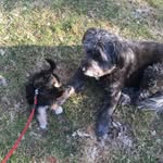 Janet Ridgeway - @furbyandbootsy - Instagram
