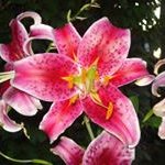 Janet Riegel - @jriegel424 - Instagram