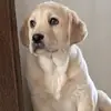Welpenstübchen Riegeler - @janette.riegeler - TikTok