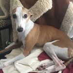 Janet Robinson - @jr_rescue - Instagram