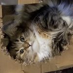 Janet Finlay Roderick - @janet.roderick.71 - Instagram