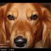 Janet Rook - Facebook