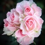 Jannet Rashton - @janetrushton.1 - Instagram