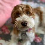 Janet Sather Vongschanphen - @ravmama68 - Instagram