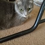 Janet Schatz - @horsekindalovinggal - Instagram