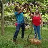 Janete Rodrigues Schauer - @janete.rodrigues6016 - TikTok