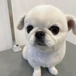 Janet - @janetschell77 - Instagram