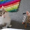 Janett Schwarz461 - @janettschwarz461 - TikTok