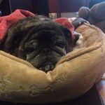 Janet Scullion - @retiredjanet - Instagram