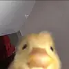 Janet Sikora162 - @entengang28 - TikTok