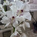 Janet Sikora - @sikora7787 - Instagram
