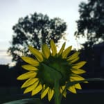 Janelle Skaggs - @farmonthehill_homeschool - Instagram