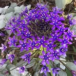 Janet Soo - Facebook