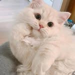 Janet soo - @satiregram84 - Instagram